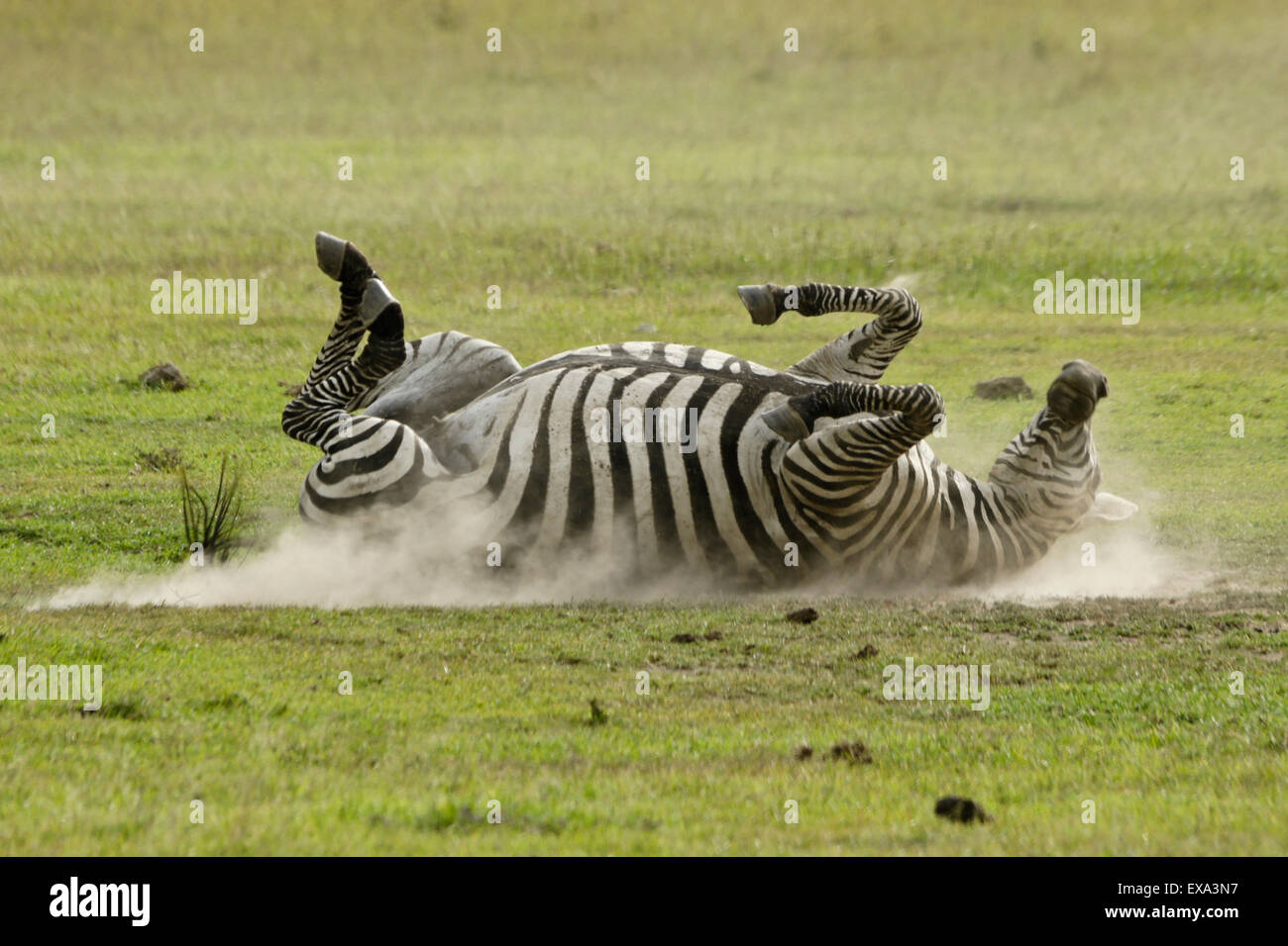 Burchell Zebra unter einem Staub Bad, Ol Pejeta Conservancy, Kenia Stockfoto