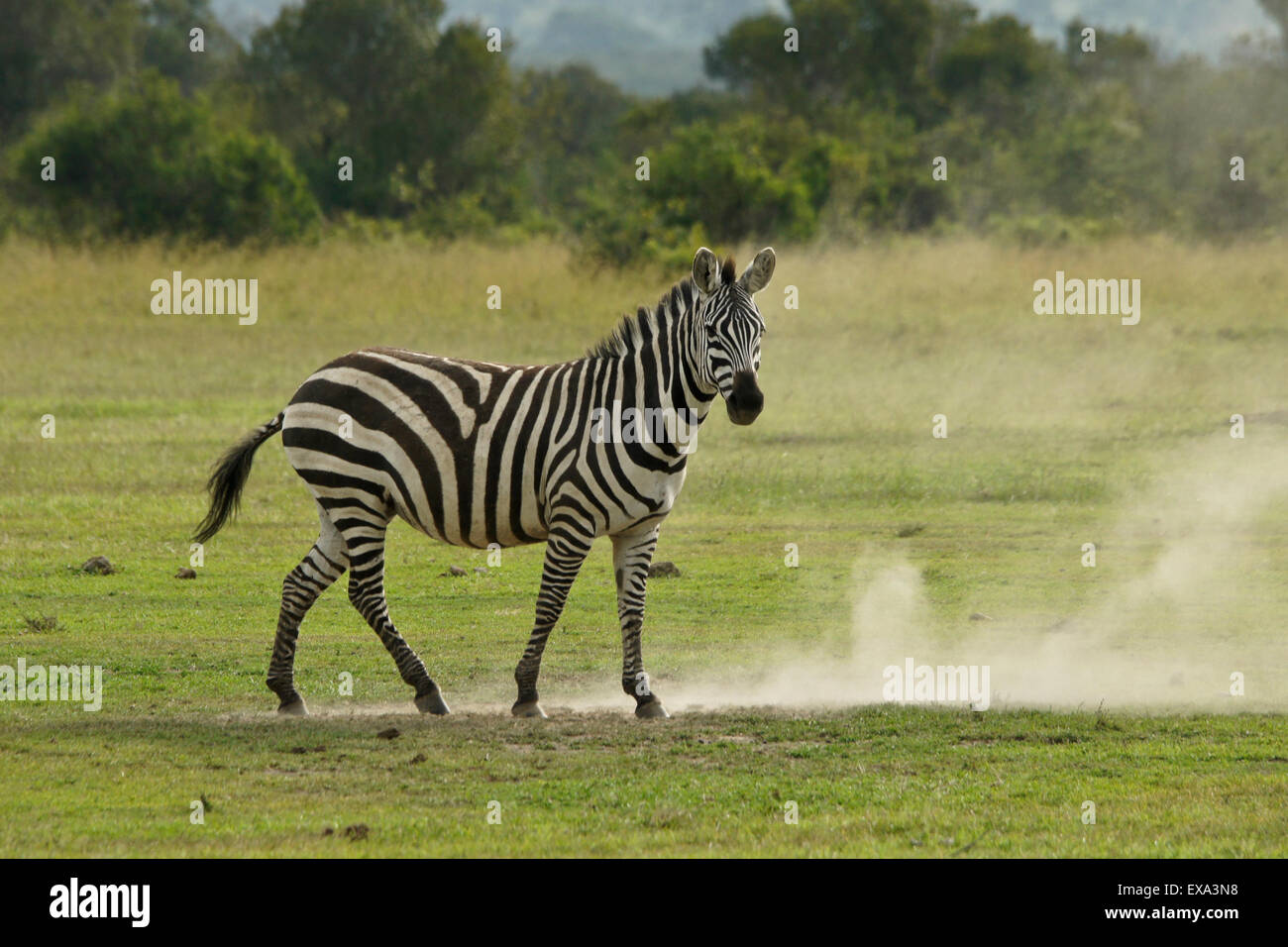 Burchell Zebra nach einem Staub Bad, Ol Pejeta Conservancy, Kenia Stockfoto