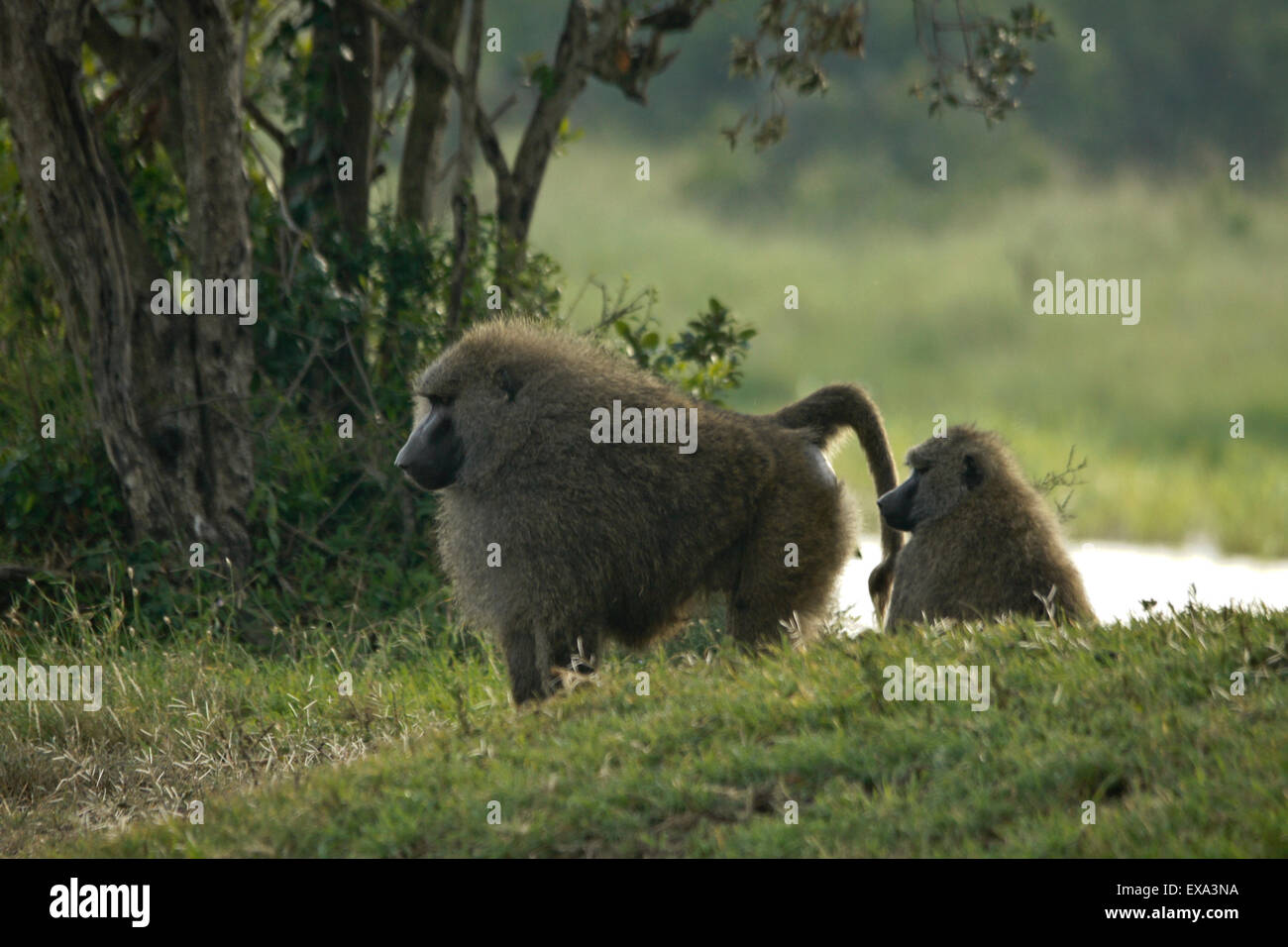 Olive Paviane, Ol Pejeta Conservancy, Kenia Stockfoto