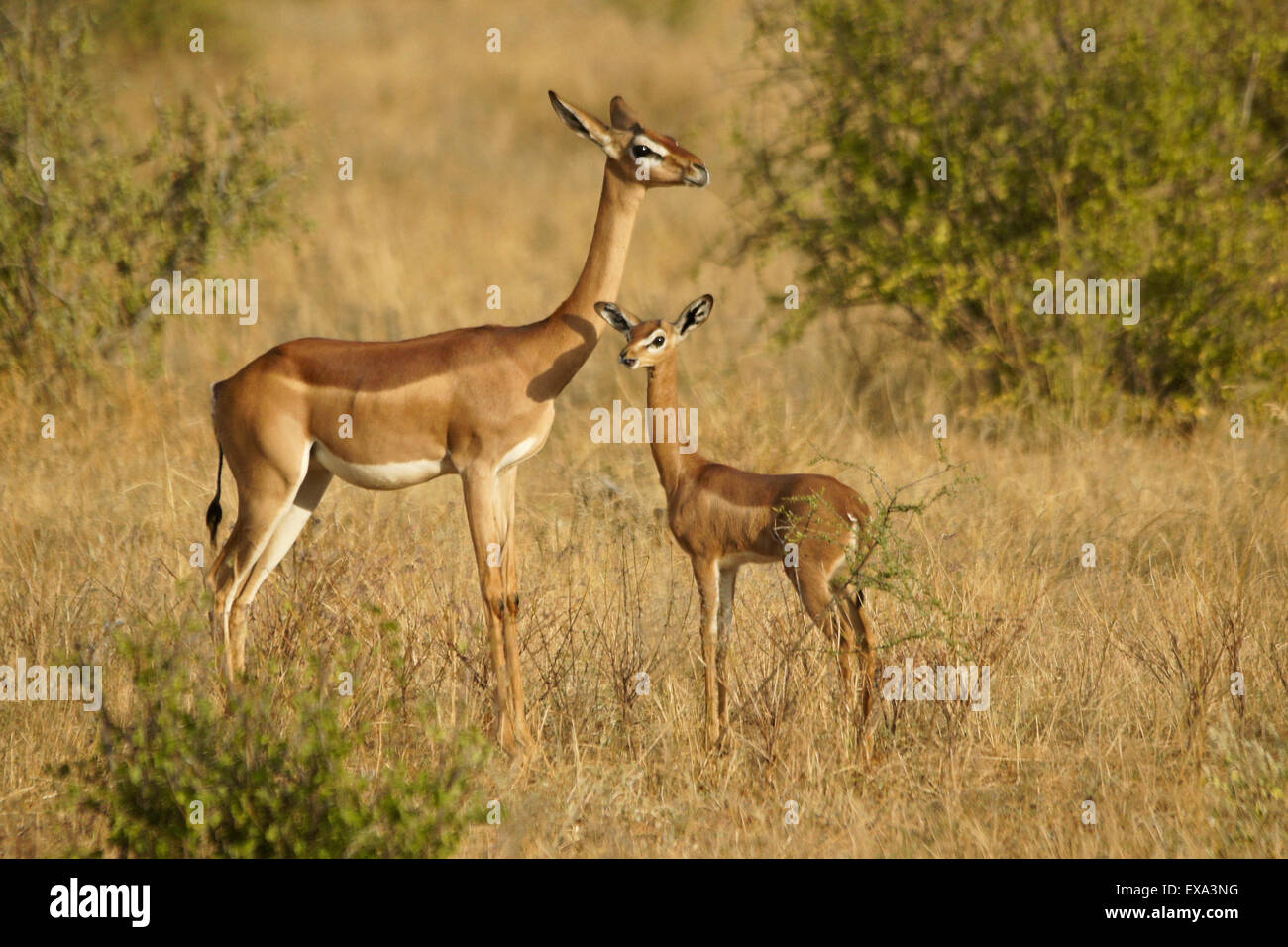 Weibliche Gerenuk mit Baby, Samburu, Kenia Stockfoto