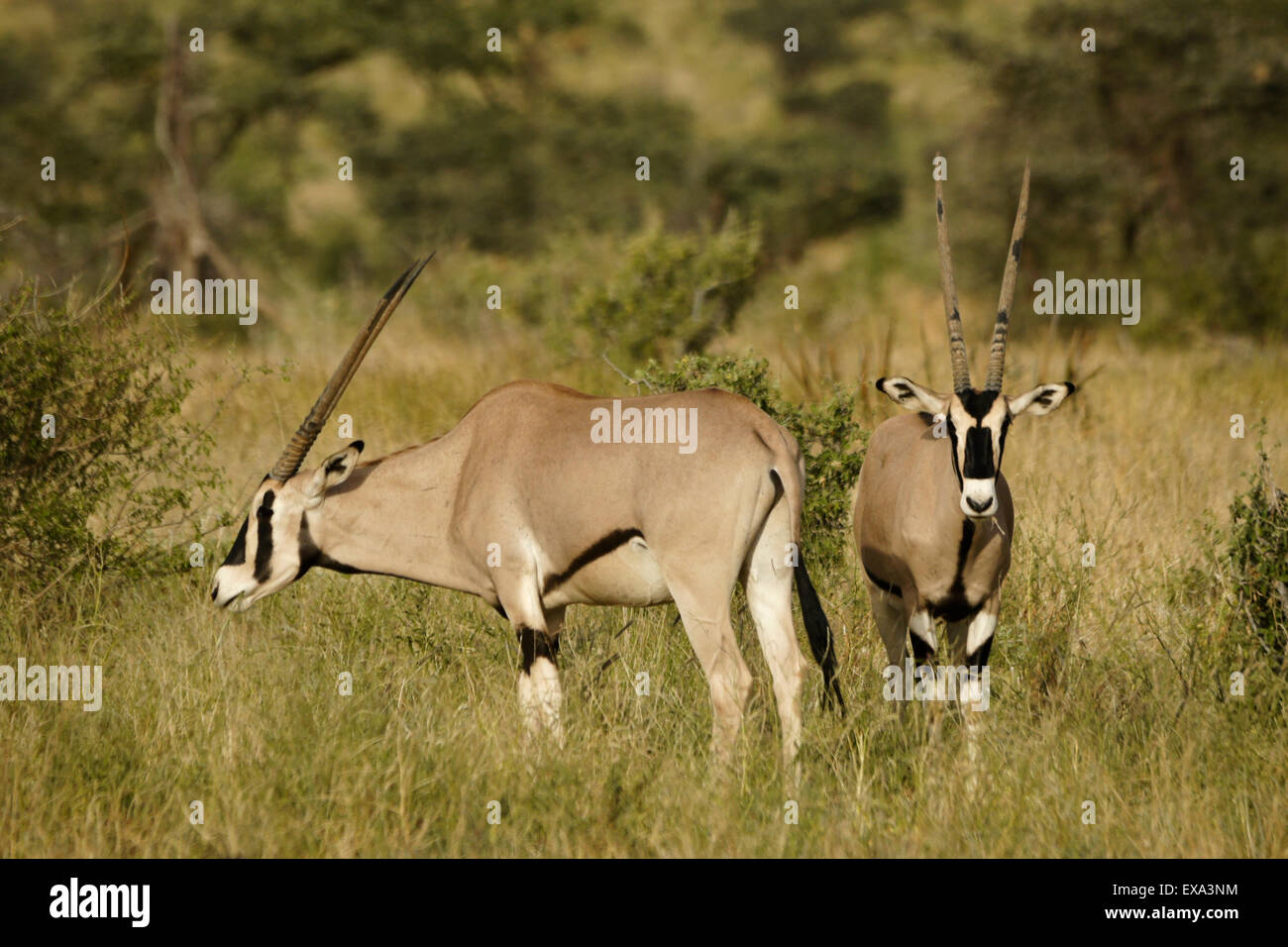 Ostafrikanische Oryx (gemeiner Beisa Oryx) grasen, Samburu, Kenia Stockfoto