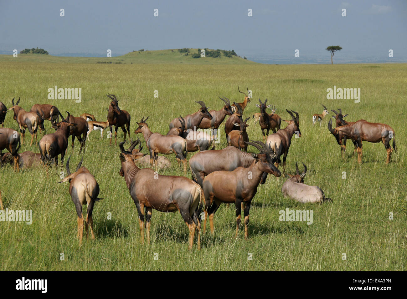 Konferenz, Thomson Gazellen, männlichen Impala auf Grasland der Masai Mara, Kenia Stockfoto