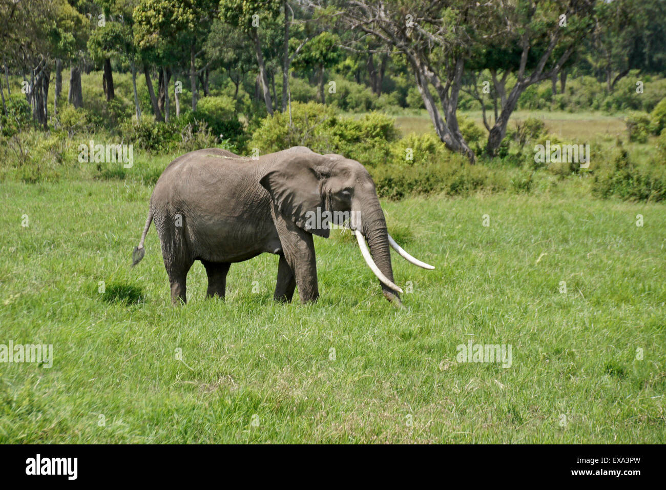 Elefantenbulle mit langen Stoßzähnen Fütterung im Grünland, Masai Mara, Kenia Stockfoto