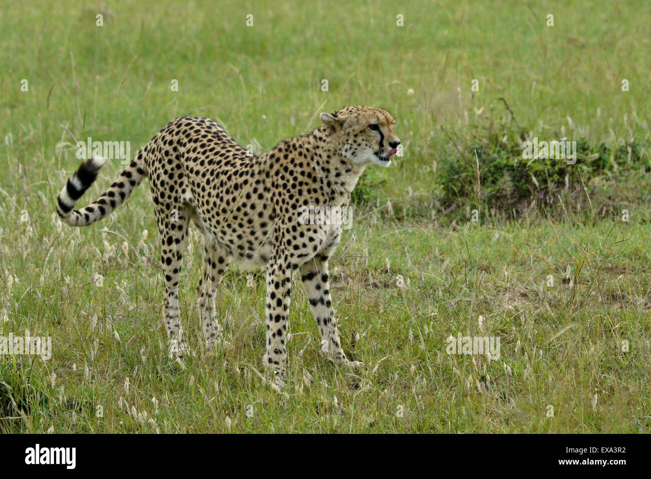 Gepard auf Savannah, Masai Mara, Kenia Stockfoto