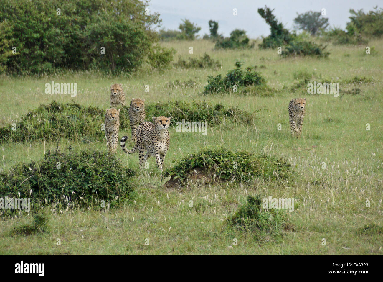 Weibliche Geparden und vier Jungtiere jagen, Masai Mara, Kenia Stockfoto