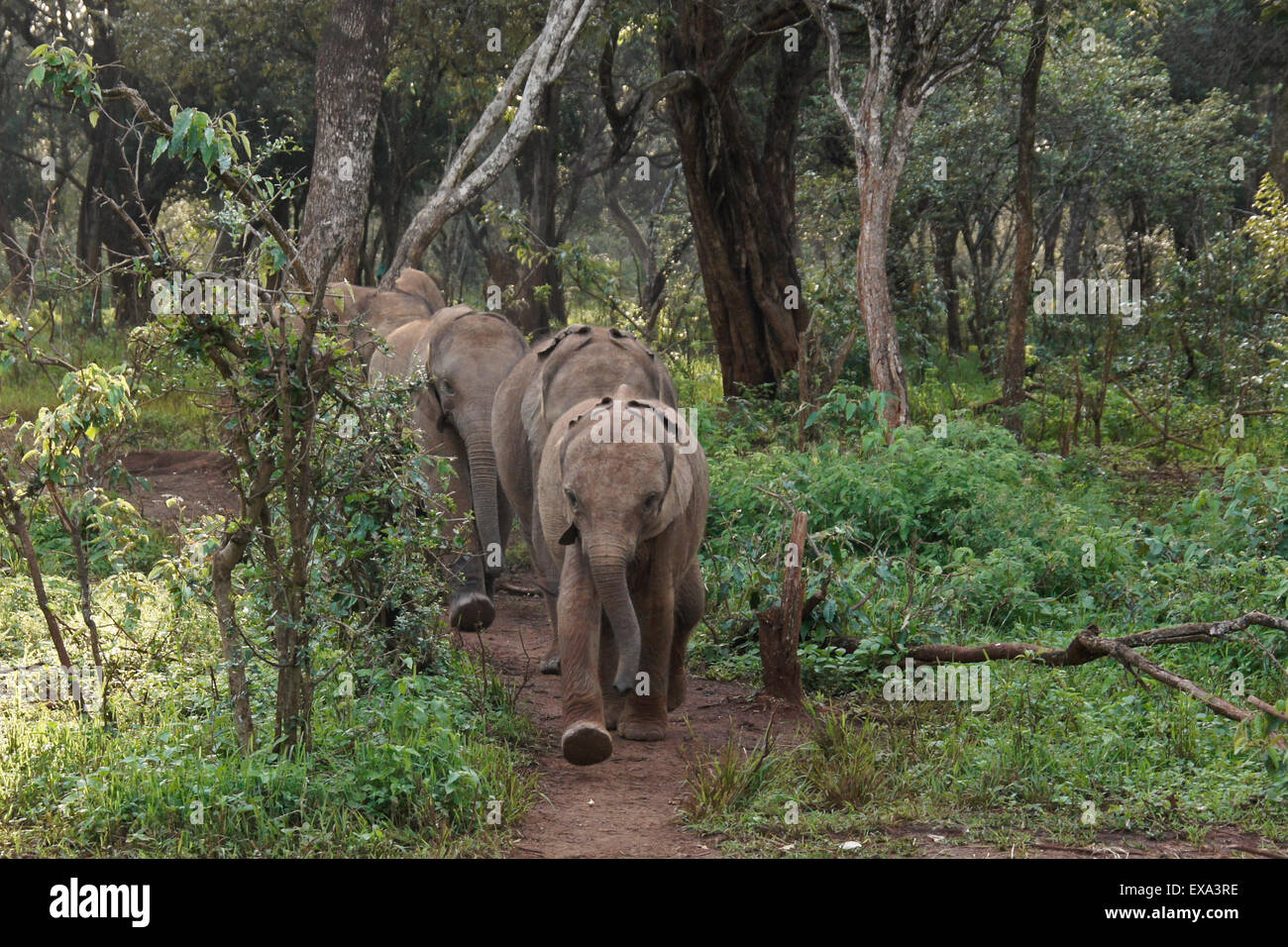 Junge verwaiste Elefanten aus Busch, Nairobi-Nationalpark, Kenia Stockfoto