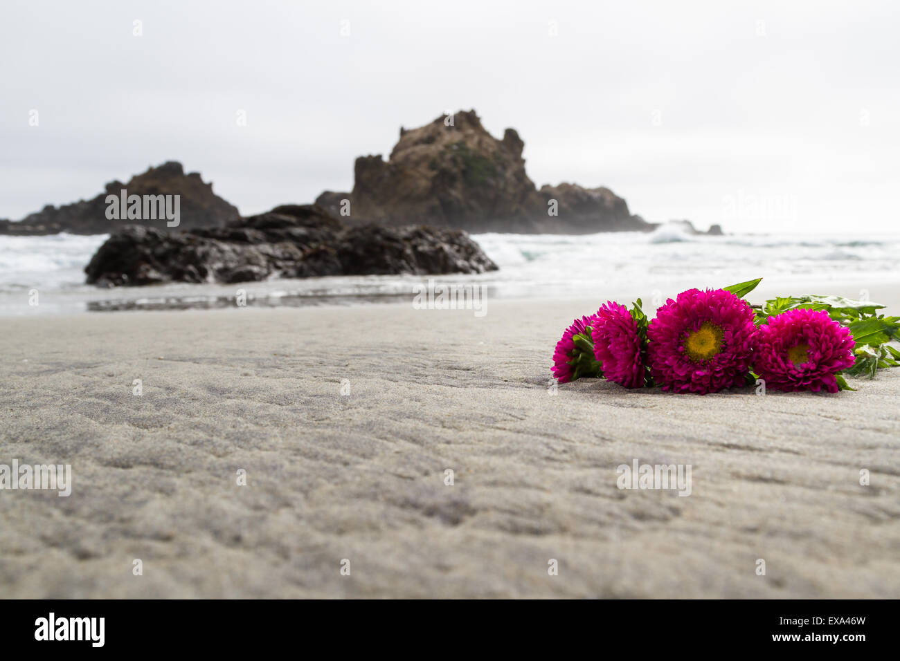 Rosa Blumen auf dem Strand in der kalifornischen Küste Stockfoto