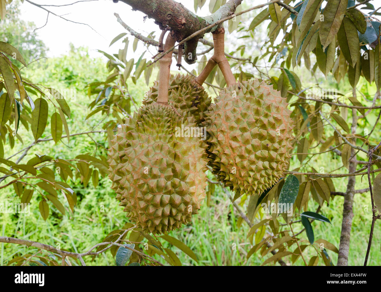 Konig Der Fruchte Frische Durian Hangen Am Baum In Thailand Stockfotografie Alamy