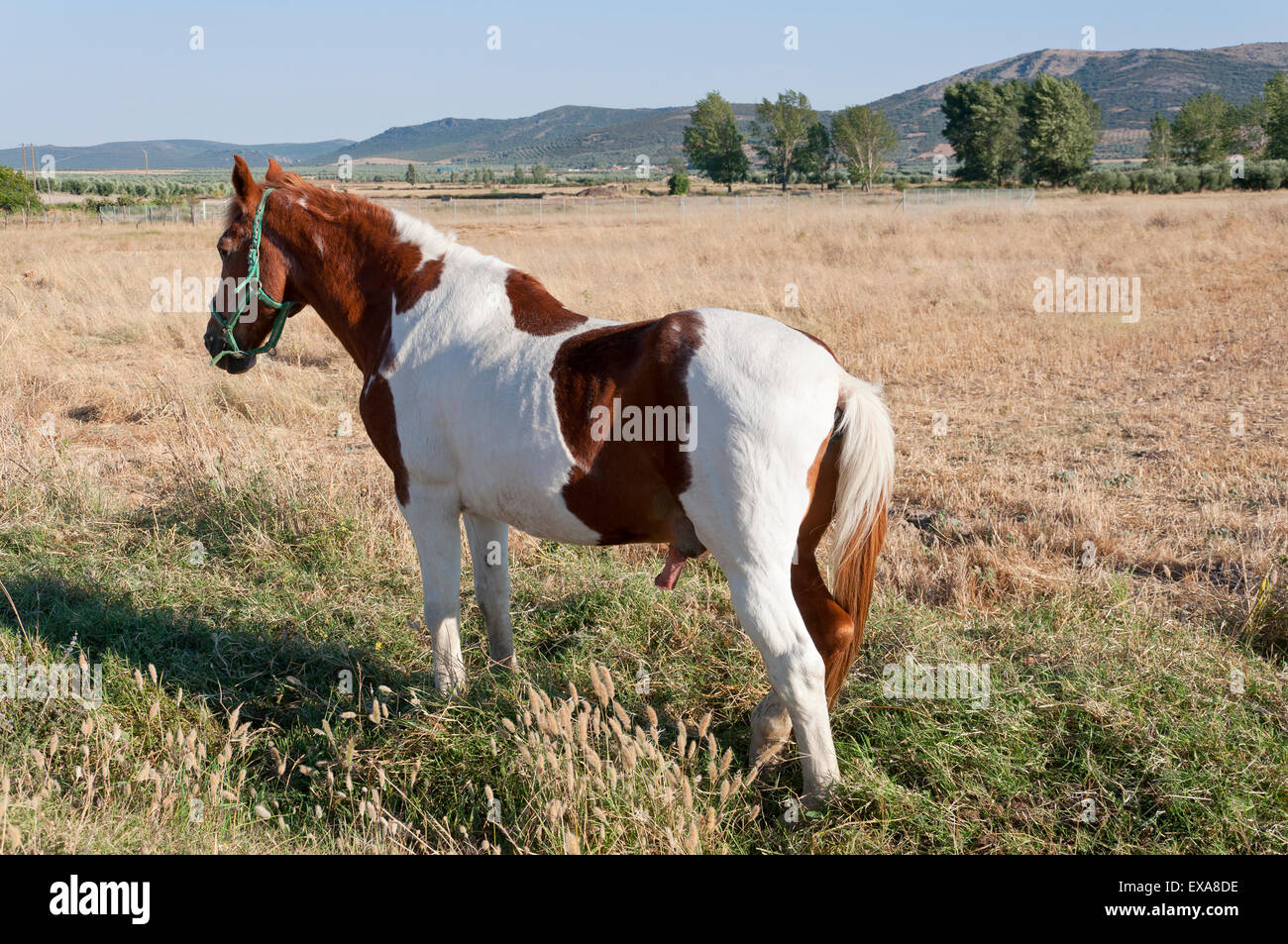 Pinto Horse in einer Agrarlandschaft in der Provinz Ciudad Real, Spanien Stockfoto