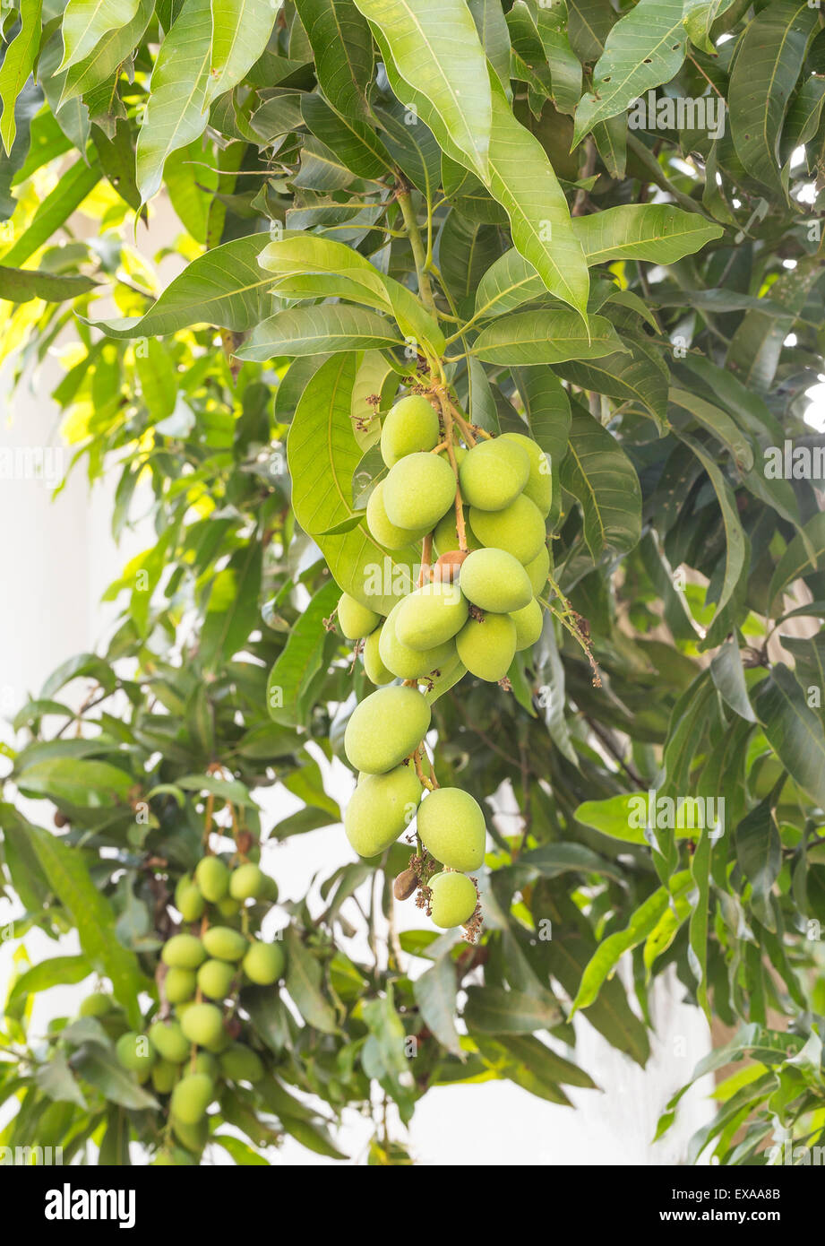 Grünen Mangos auf einem Mangobaum Stockfoto