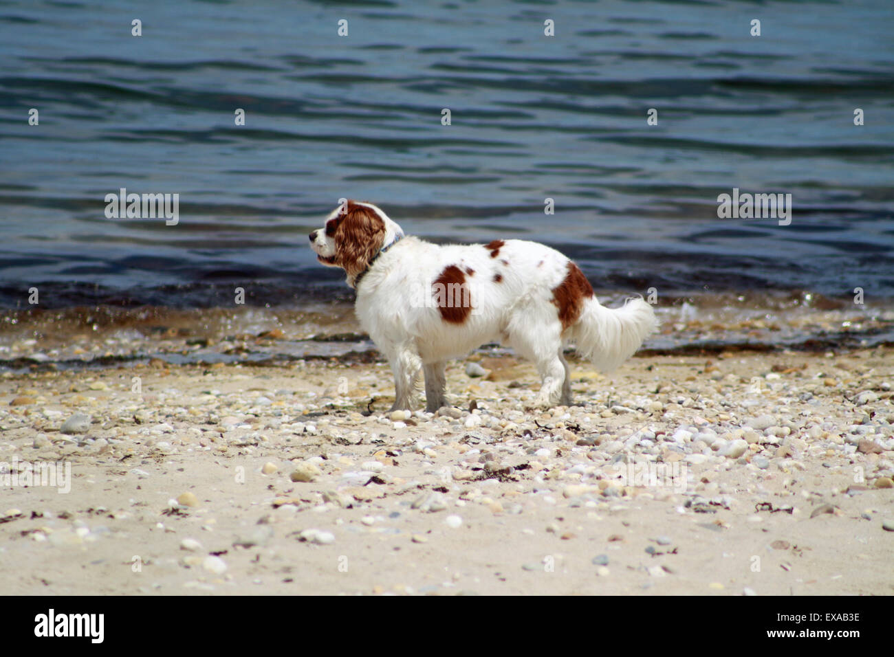 Cavalier King Charles Spaniel Hund (Erwachsene) stehen am Strand Gardiners Bucht Long Island New York Stockfoto