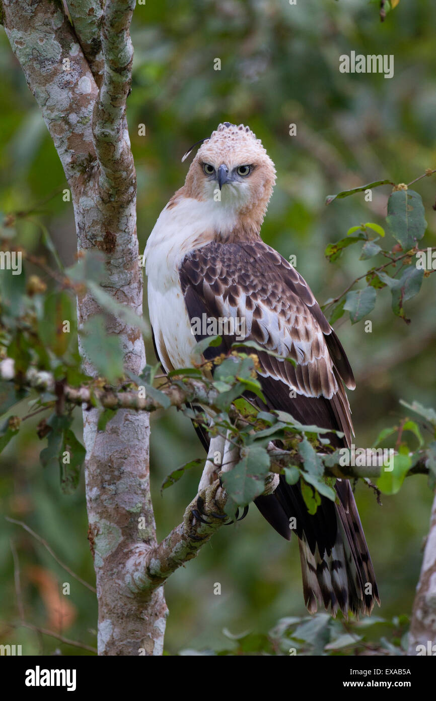 Ein Crested Falke-Adler (Nisaetus Cirrhatus) auf der Suche nach Beute in Nagarhole Nationalpark, Indien. Stockfoto