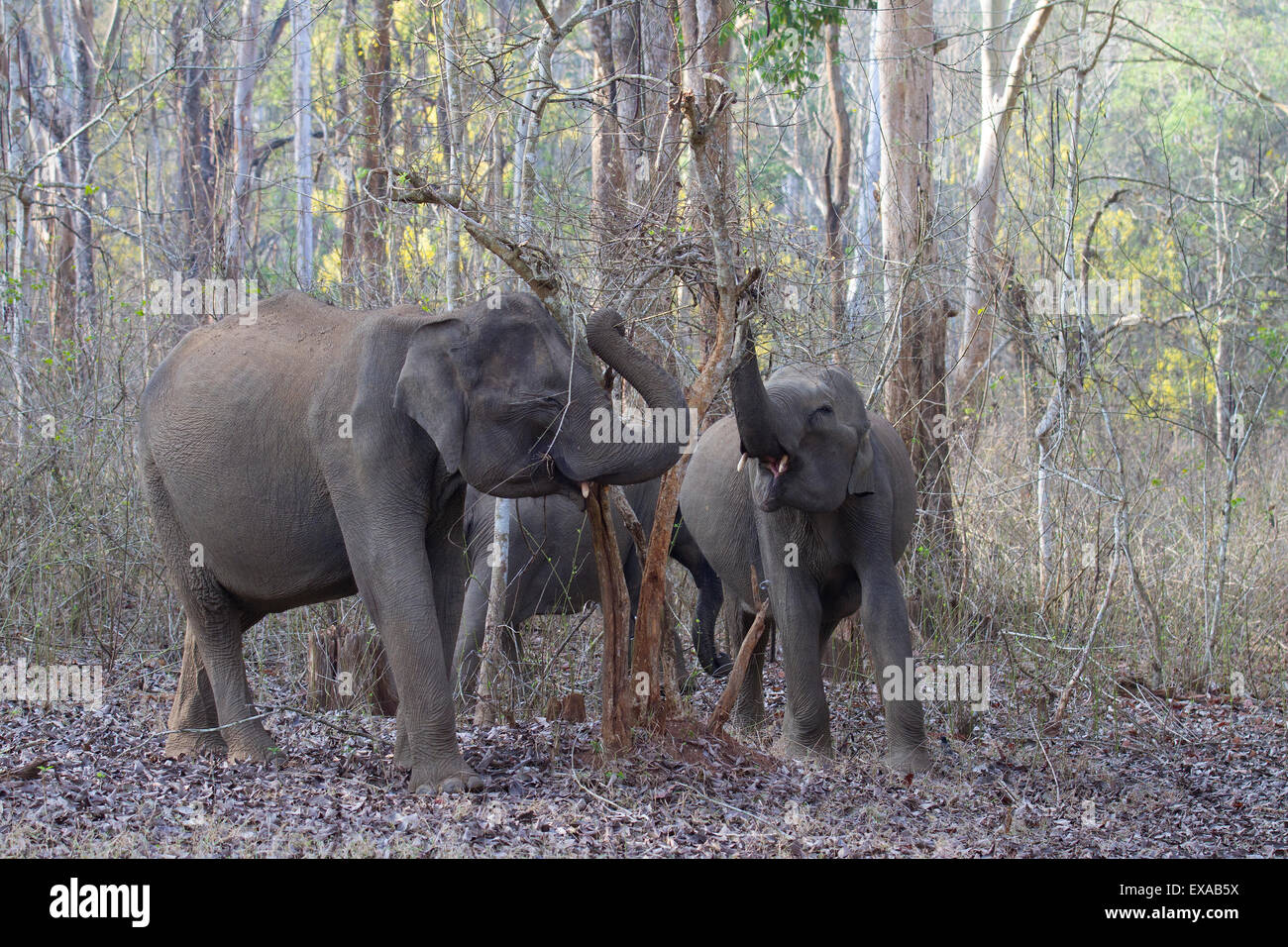 Eine kleine Herde von indischen Elefanten grasen in der trockenen Jahreszeit. Stockfoto