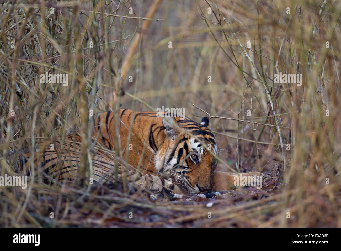 Ein Bengal Tiger (Panthera Tigris) ruhen Stockfoto