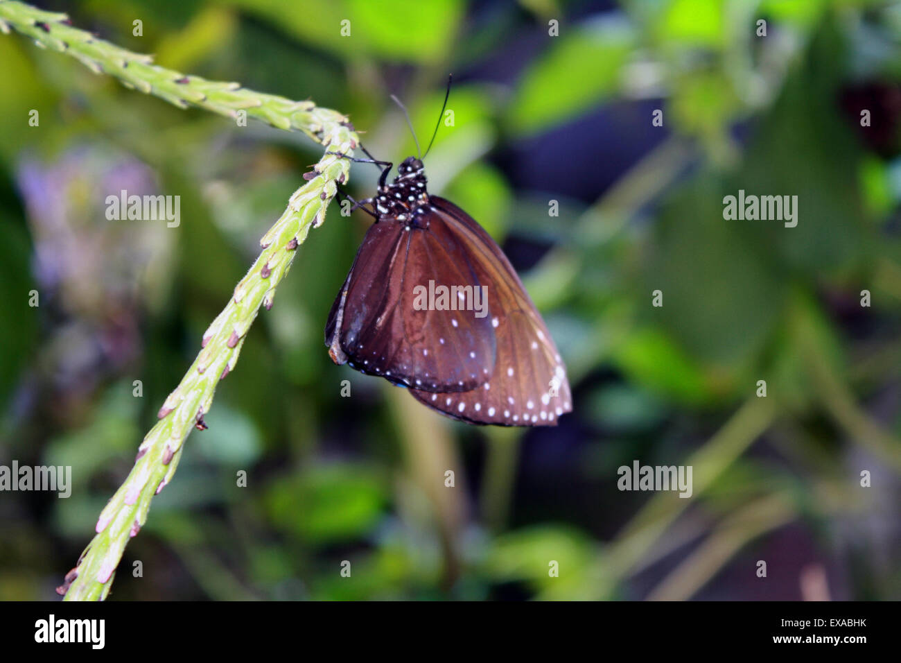 Brauner Schmetterling Long Island Aquarium Riverhead NewYork Stockfoto