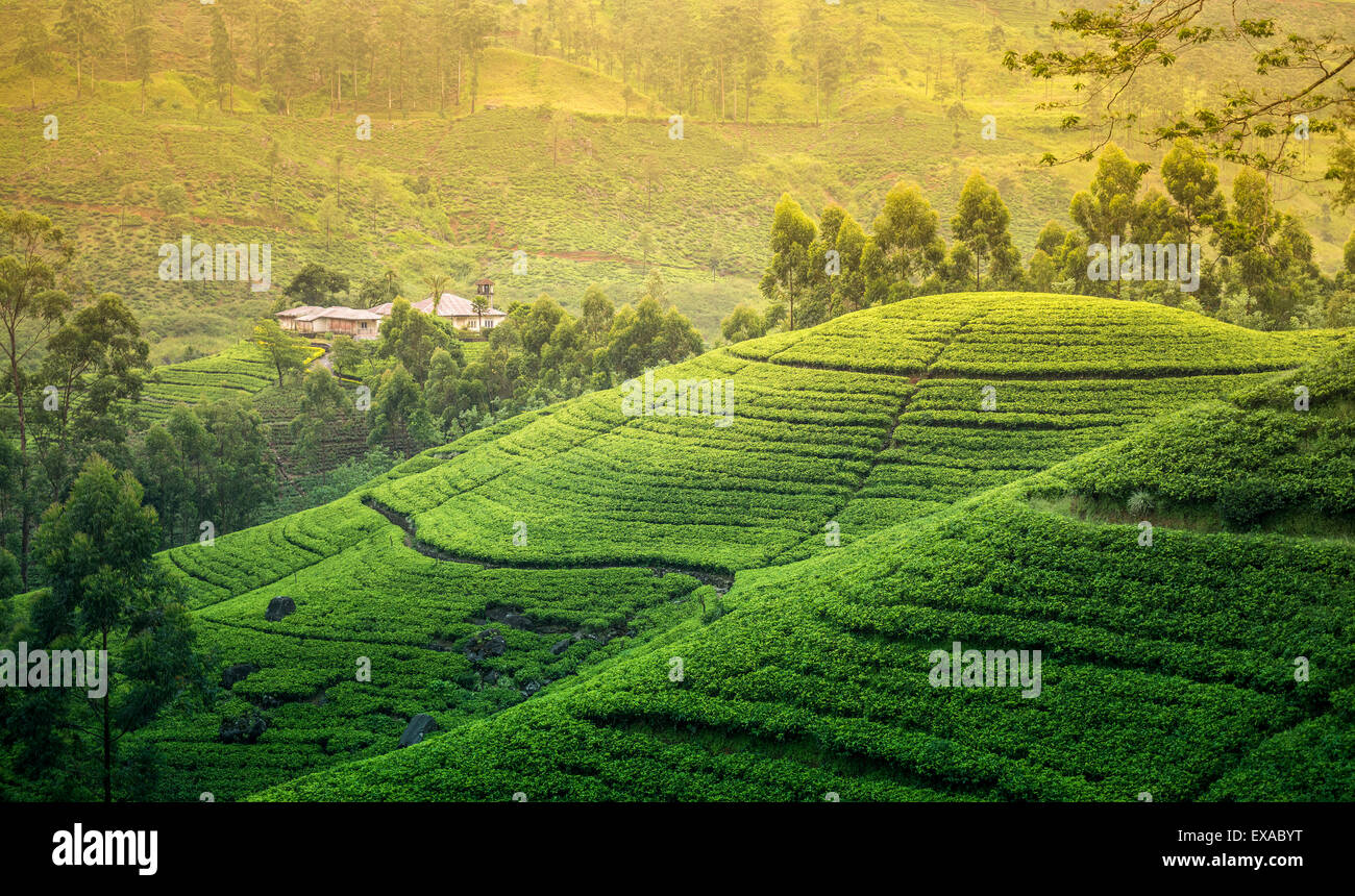 Tee-Felder in den Bergen in Nuwara Eliya, Sri Lanka Stockfoto