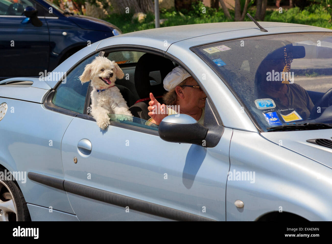 Kleiner Mischling Hund genießen die kühlende Brise verursacht durch Reisen in einem Auto mit geöffnetem Fenster Giardini Naxos, Sizilien Stockfoto