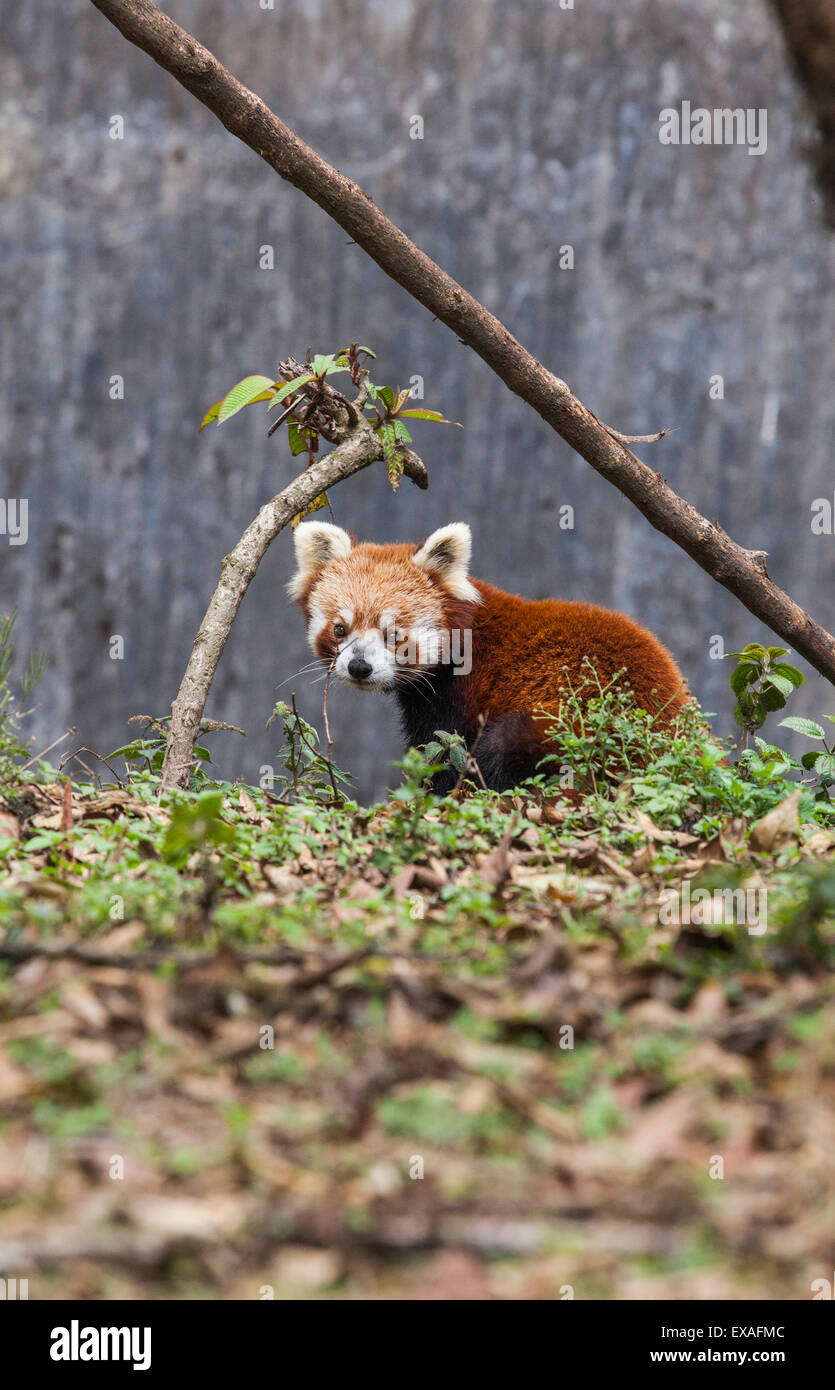 Eine kleinere Panda (Katzenbär) in ein Naturschutzgebiet in Indien, wo Touristen dieses vom Aussterben bedrohte Tier, Darjeeling, Indien beobachten Stockfoto