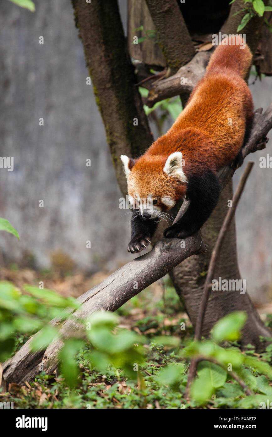 Ein roter Panda geht von einem Baum in einem Naturschutzgebiet von Indien, Tiere sind geschützt vor Wilderern, Darjeeling, Indien Stockfoto
