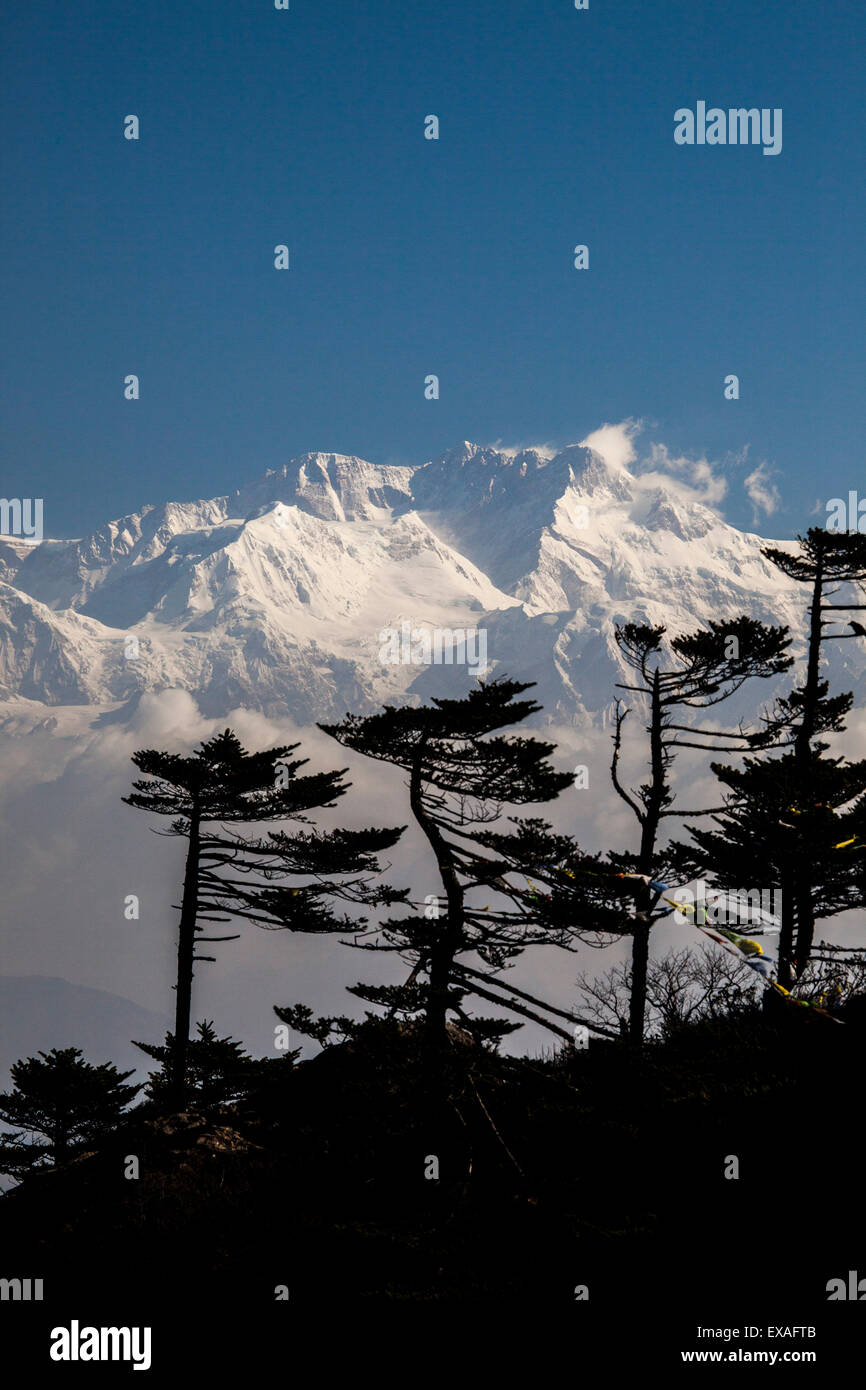 Blick auf die eisigen Gipfel des Kanchenjunga, teilweise verdeckt von Kiefern, angepasst an die Höhe in der Nähe von Sandakphu in Westbengalen, Indien Stockfoto