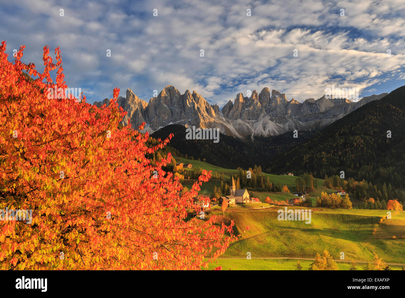 Rote Kirsche Bäume im Herbst Farbe die Landstraße rund um St. Magdalena Dorf Val di Funes, Südtirol, Italien Stockfoto