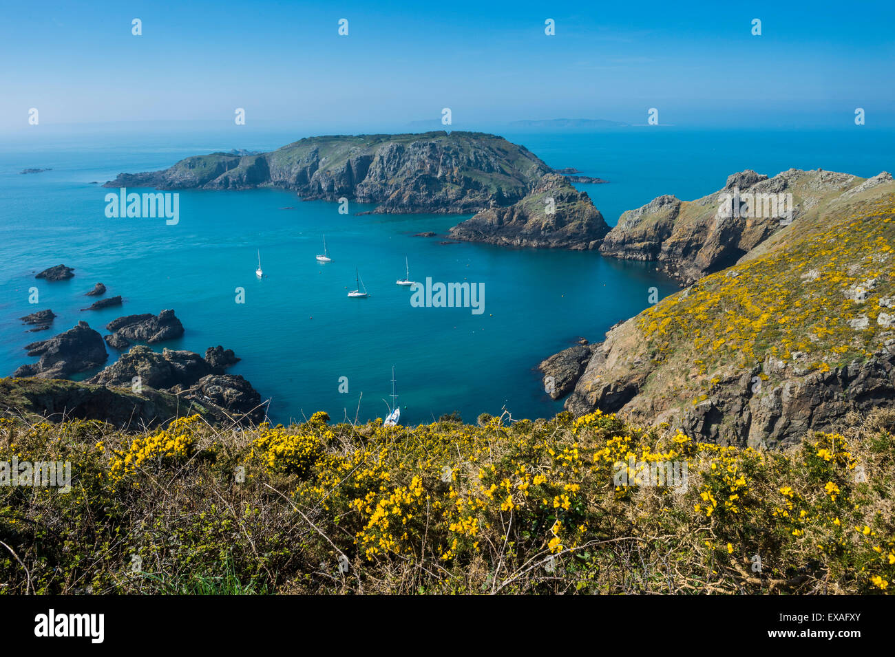 Ginster blühen auf der westlichen Küste von Sark mit Blick auf die Insel Brecqhou, Kanalinseln, Großbritannien, Europa Stockfoto