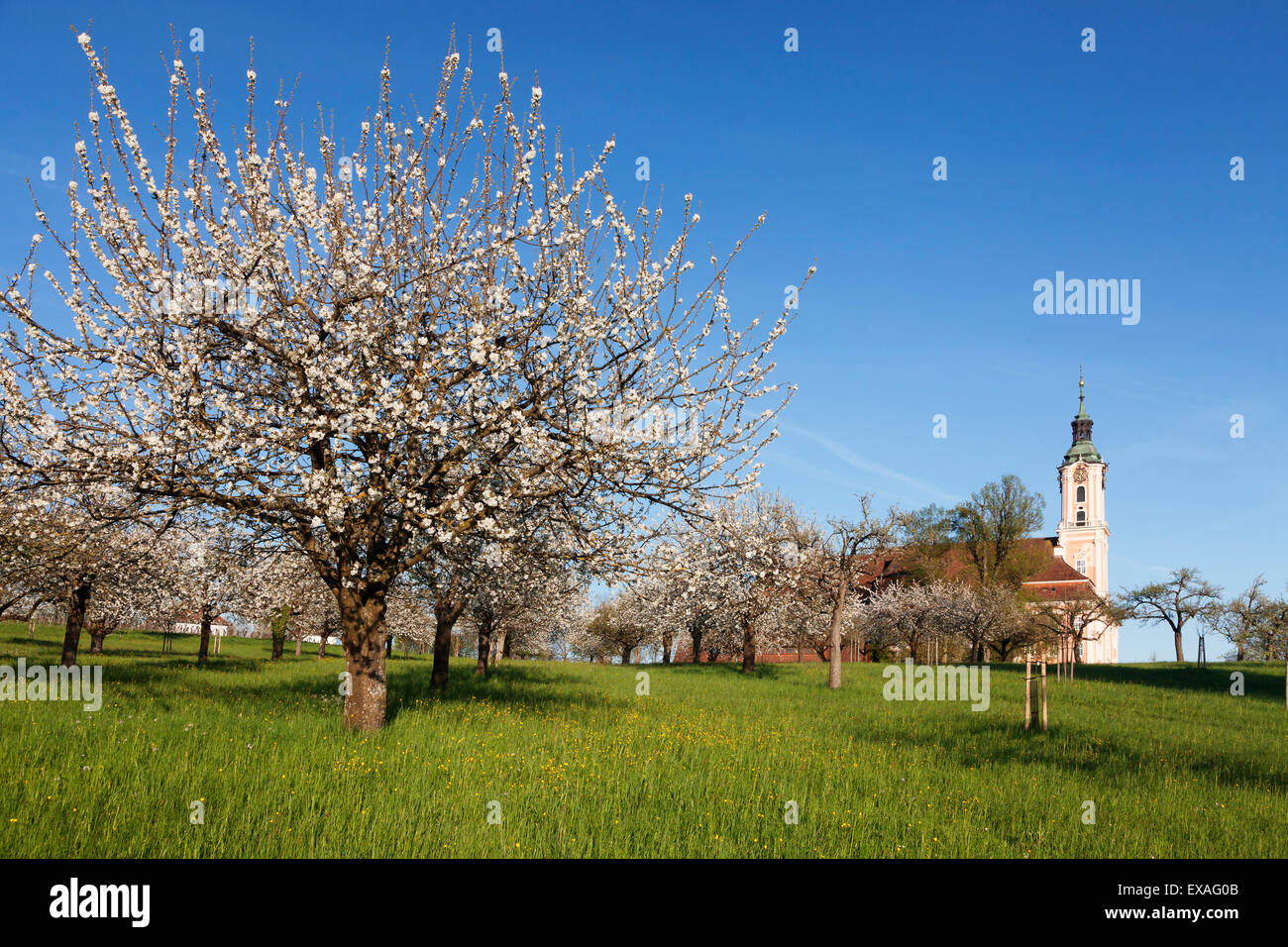 Wallfahrt Kirche Birnau Abbey, Baum Frucht Blüte im Frühjahr, Bodensee, Baden-Wuettemberg, Deutschland, Europa Stockfoto