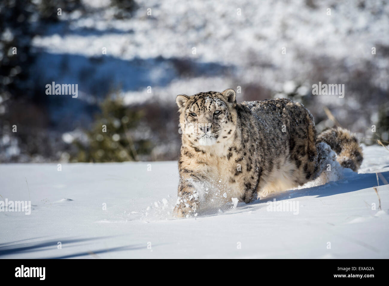 Schneeleopard (Panthera Indien), Montana, Vereinigte Staaten von Amerika, Nordamerika Stockfoto