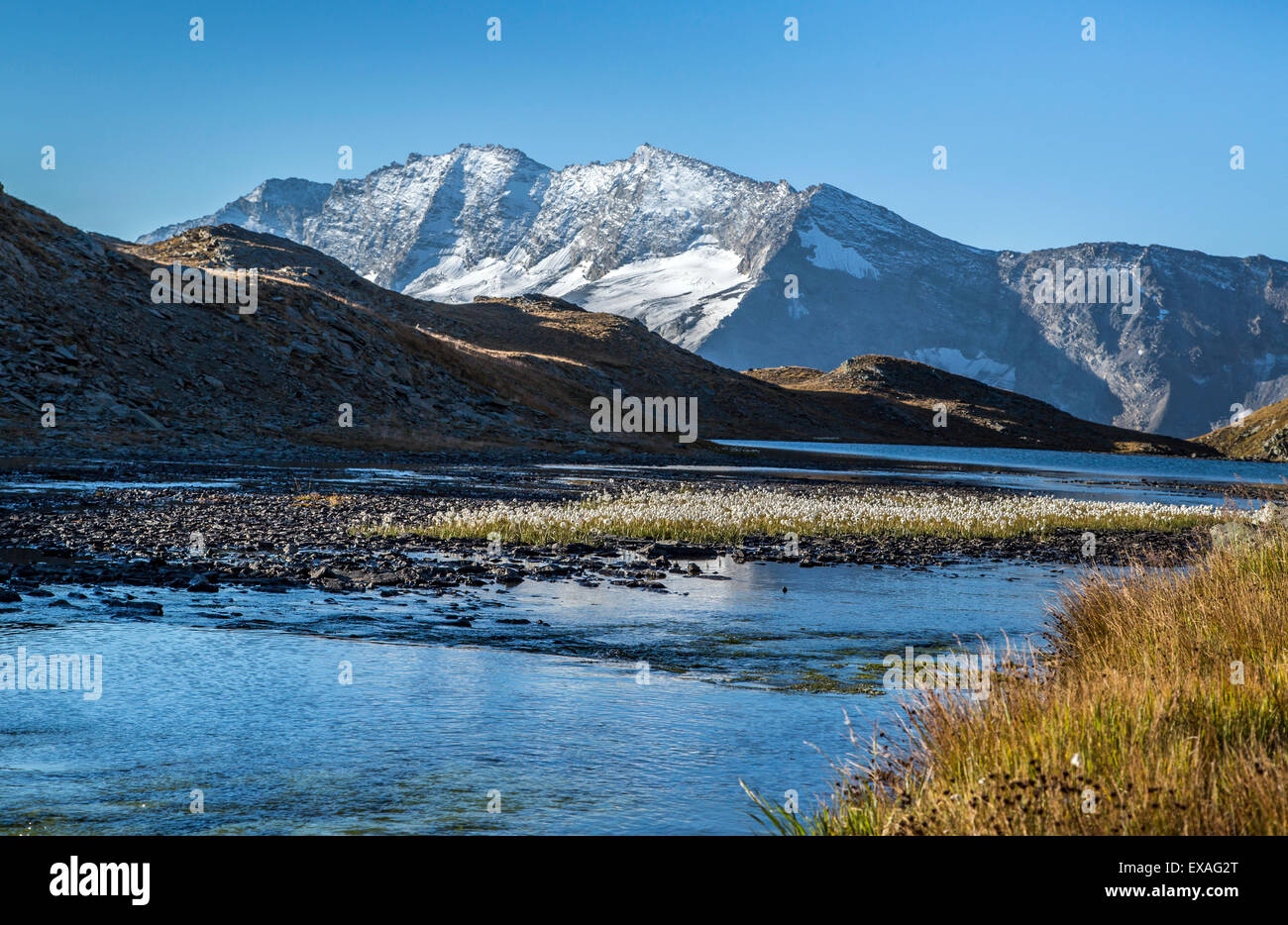 Eriofori (Wollgras), Levanne Berge blühen. Nationalpark Gran Paradiso, Alpi Graie (Graian Alpen), Italien, Europa Stockfoto