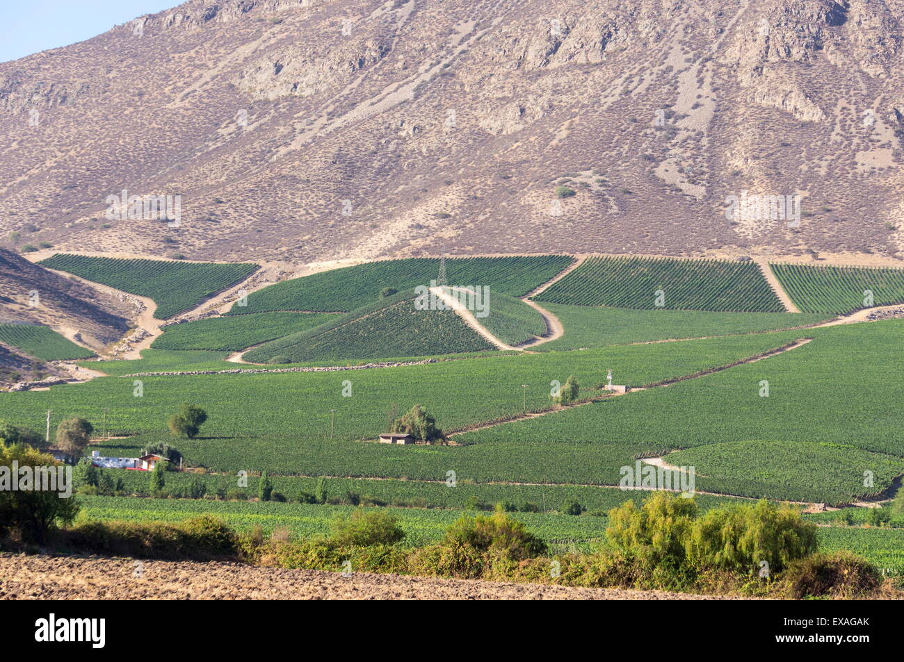 Weinbau wird in der Footills der Anden, Valparaiso Region, Chile, Südamerika Stockfoto