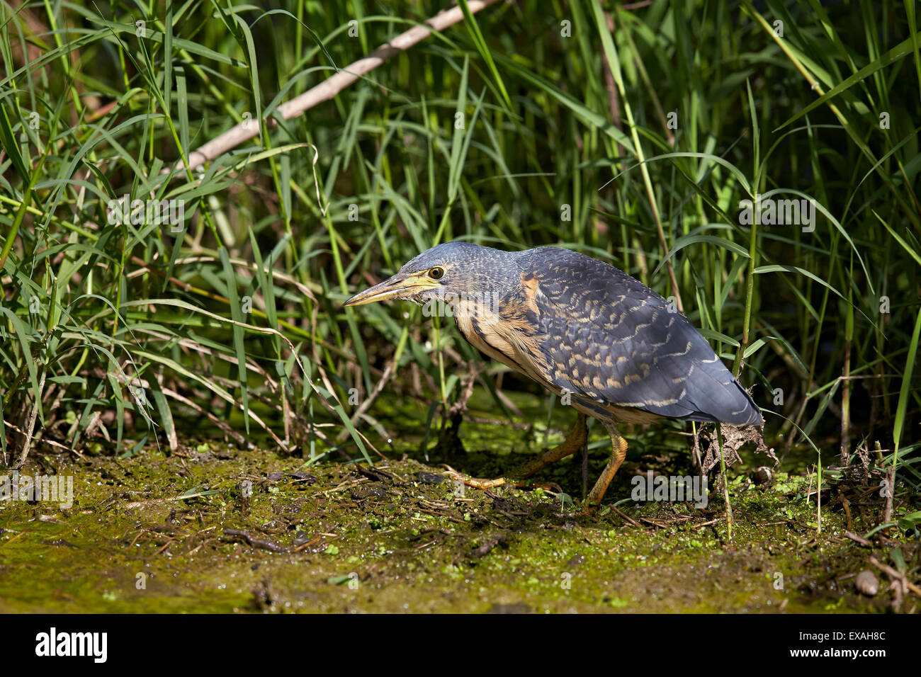 Grün-backed Reiher (gekerbten Reiher) (Butorides Striatus), unreif, Ngorongoro Crater, Afrika, Tansania, Ostafrika Stockfoto