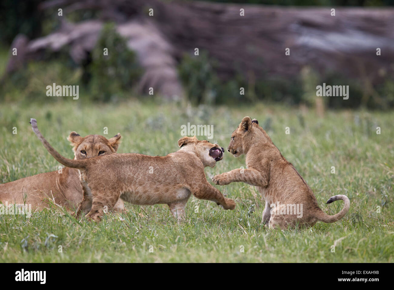 Löwe (Panthera Leo) jungen spielen, Ngorongoro Crater, Tansania, Ostafrika, Afrika Stockfoto