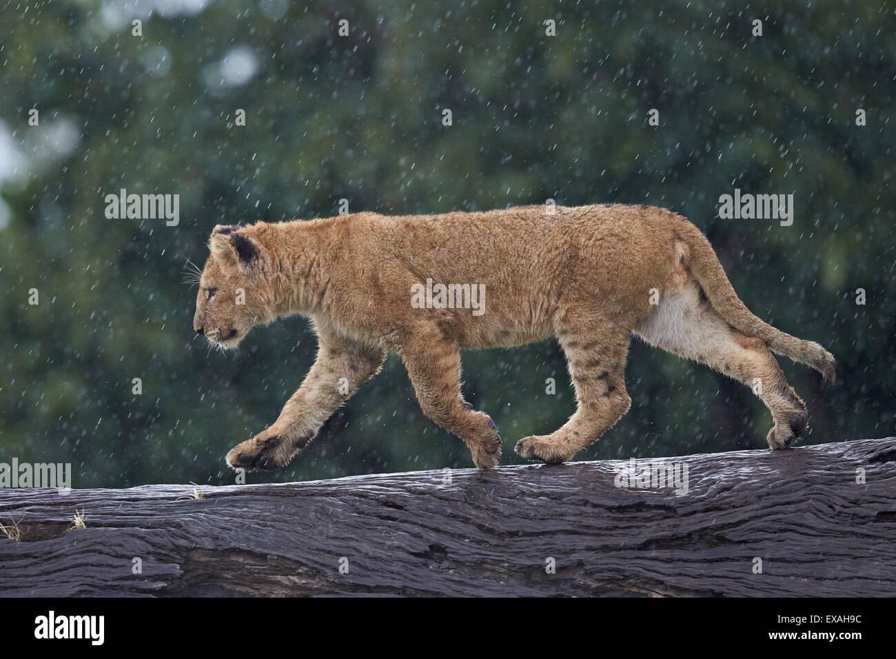 Löwe (Panthera Leo) Cub auf einem abgestürzten Baumstamm im Regen, Ngorongoro Crater, Afrika, Tansania, Ostafrika Stockfoto