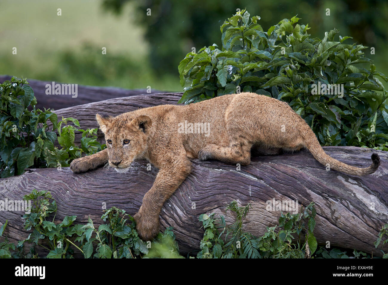 Löwe (Panthera Leo) Cub auf einem abgestürzten Baumstamm im Regen, Ngorongoro Crater, Afrika, Tansania, Ostafrika Stockfoto