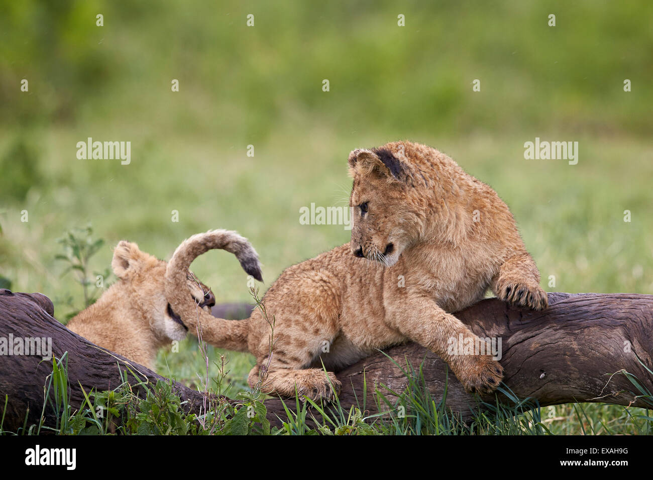 Löwe (Panthera Leo) jungen spielen, Ngorongoro Crater, Tansania, Ostafrika, Afrika Stockfoto