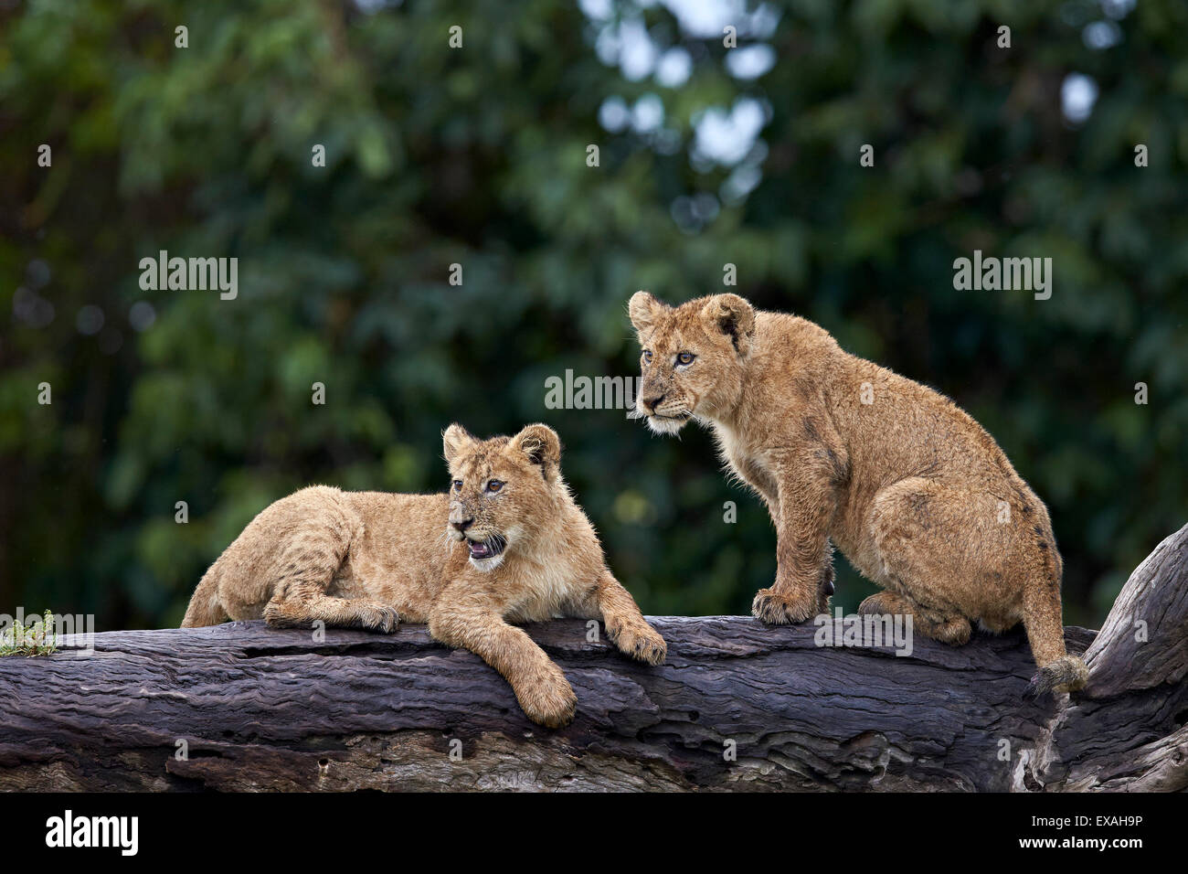 Löwe (Panthera Leo) Jungtiere an einem abgestürzten Baumstamm im Regen, Ngorongoro Crater, Afrika, Tansania, Ostafrika Stockfoto