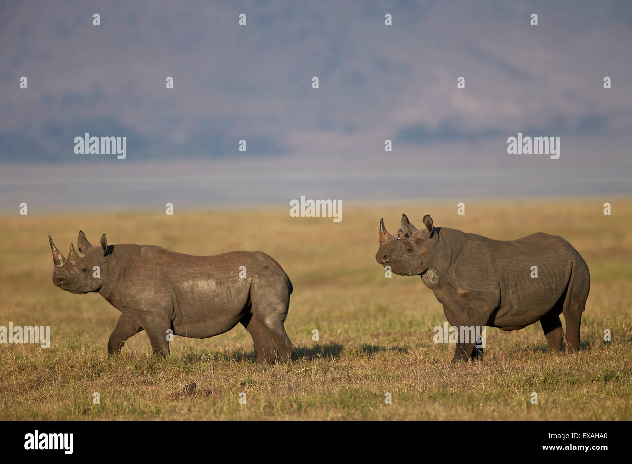 Schwarze Nashorn (Haken-lippige Rhinoceros) (Diceros Bicornis) paar, Ngorongoro Crater, Afrika, Tansania, Ostafrika Stockfoto
