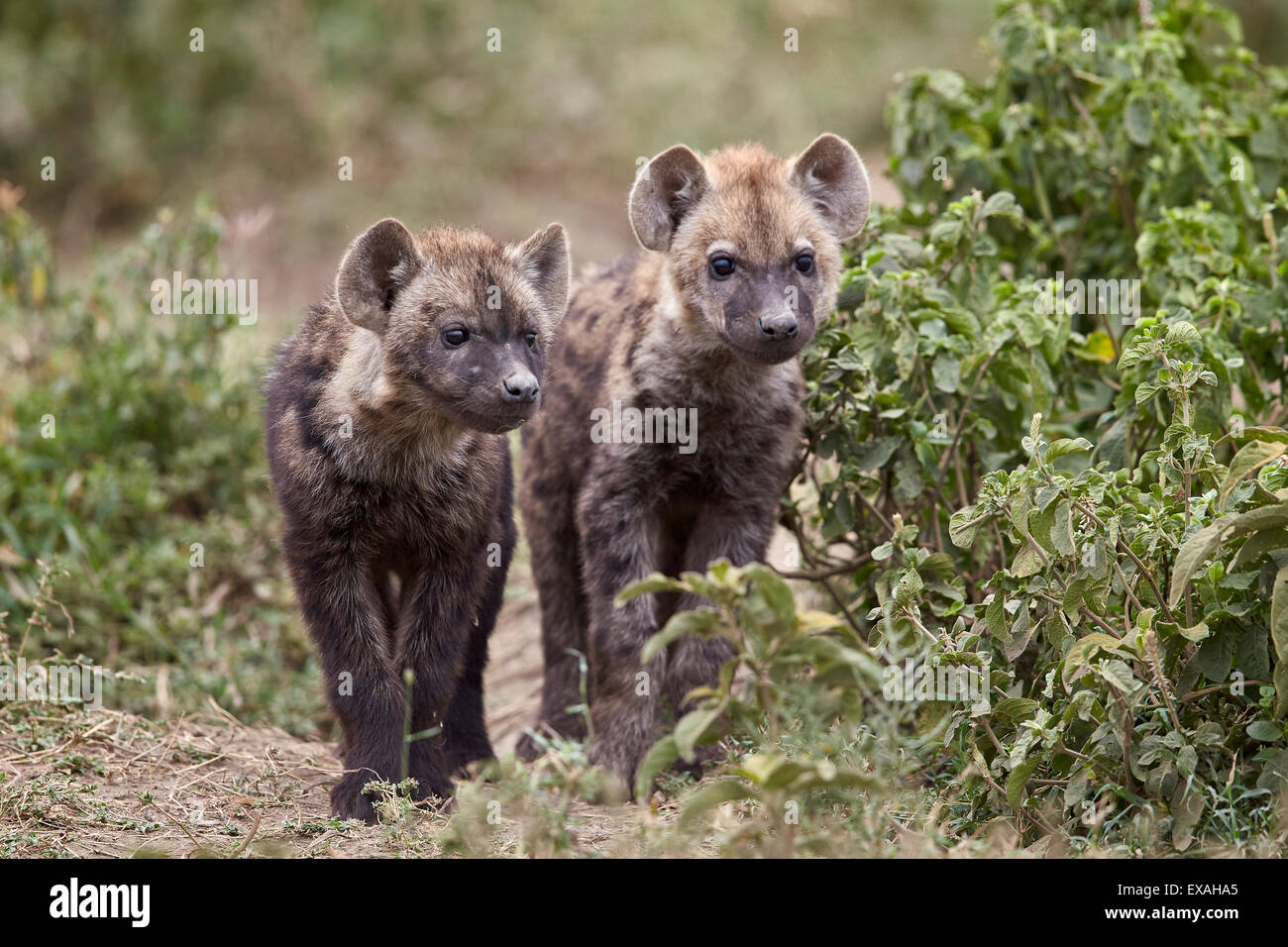 Zwei gefleckte Hyäne (gesichtet zerbeissen) (Crocuta Crocuta) Welpen, Ngorongoro Conservation Area, Serengeti, Tansania, Ostafrika Stockfoto