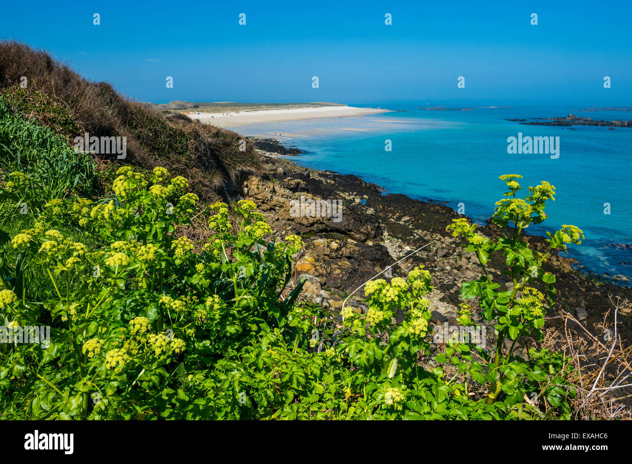 Blühenden Blumen mit Shell Beach im Hintergrund, Herm, Kanalinseln, Großbritannien, Europa Stockfoto