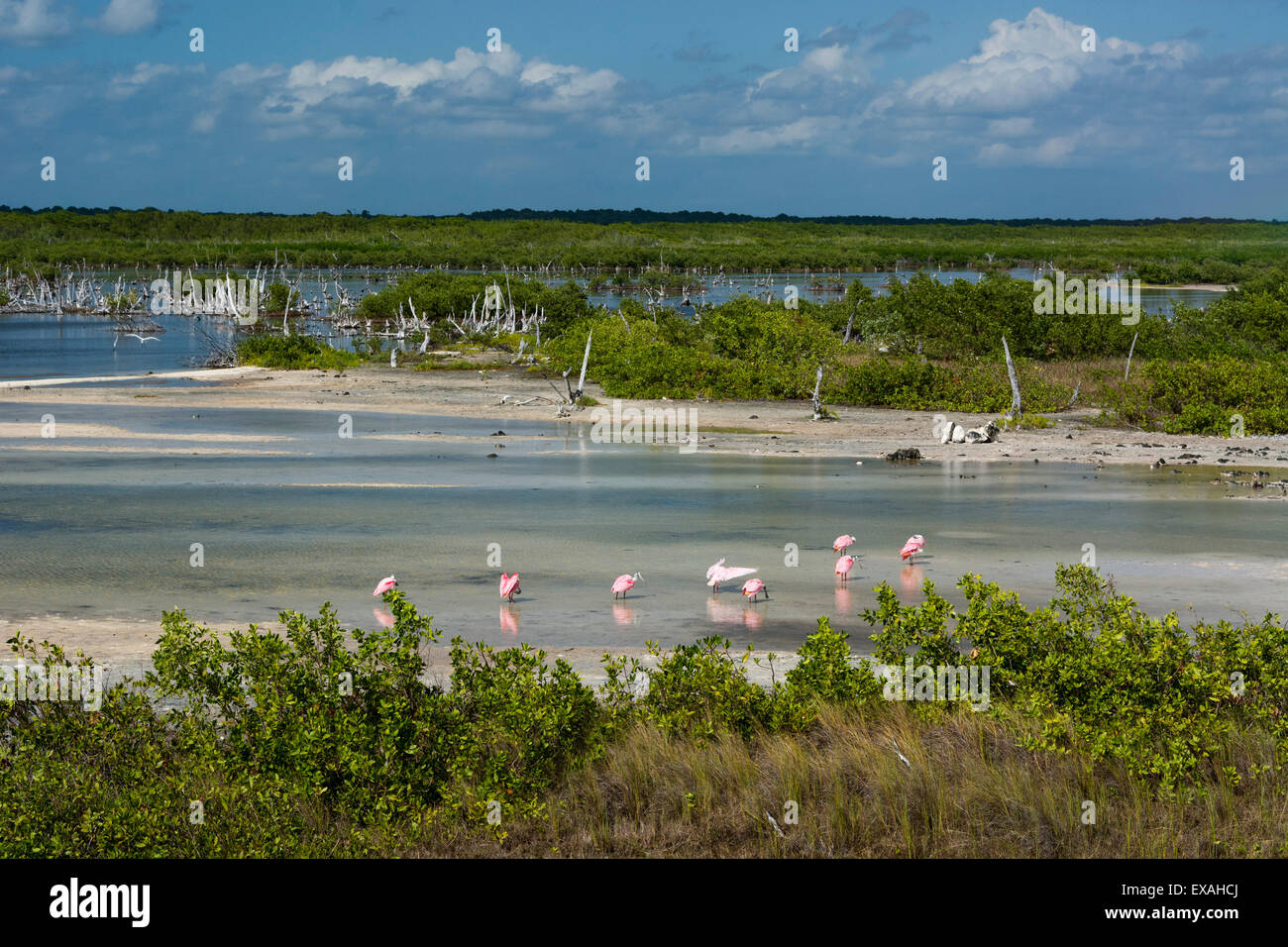 Rosige Löffler (Platalea Ajaja), Lagune, Punta Sur Eco Park, die Insel Cozumel, Quintana Roo, Mexiko, Nordamerika Stockfoto