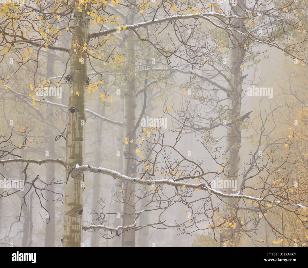 Espen im Herbst in Nebel, Grand Mesa National Forest, Colorado, Vereinigte Staaten von Amerika, Nordamerika Stockfoto