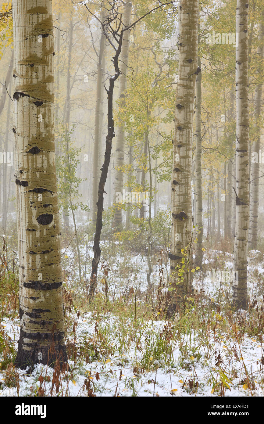 Espen im Herbst in Nebel, Grand Mesa National Forest, Colorado, Vereinigte Staaten von Amerika, Nordamerika Stockfoto