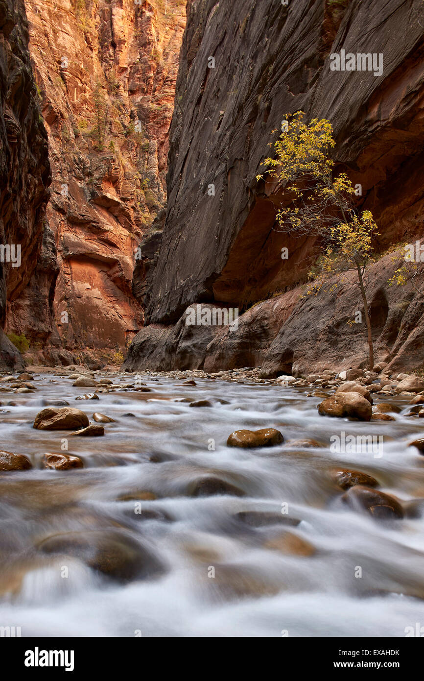 Die Narrows des Virgin River im Herbst, Zion Nationalpark, Utah, Vereinigte Staaten von Amerika, Nordamerika Stockfoto