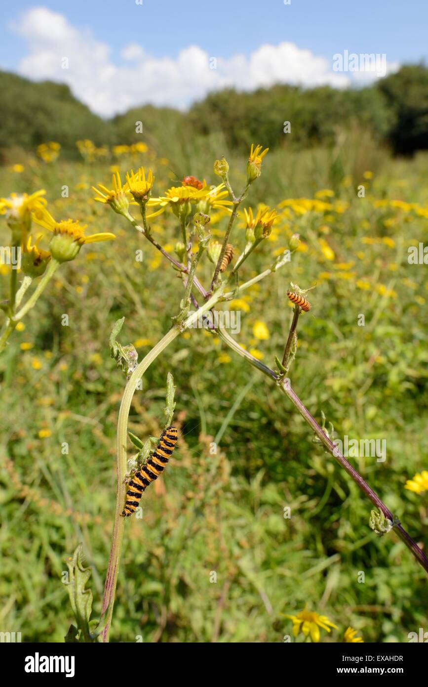 Zinnober Motte Raupen (Tyria Jacobaeae) ernähren sich von Pflanzen Kreuzkraut (Senecio Jacobaea), Corfe Common, Dorset, England, UK Stockfoto