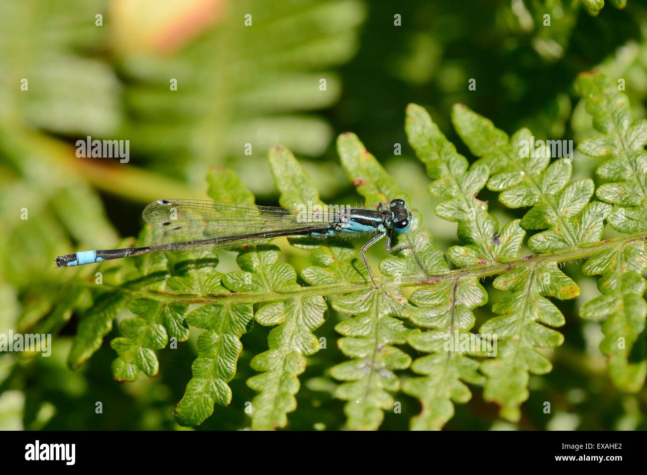 Männliche blau-tailed Damselfly (Ischnura Elegans) ruht auf einem Bracken Wedel, Studland Heath, Dorset, England, Vereinigtes Königreich Stockfoto