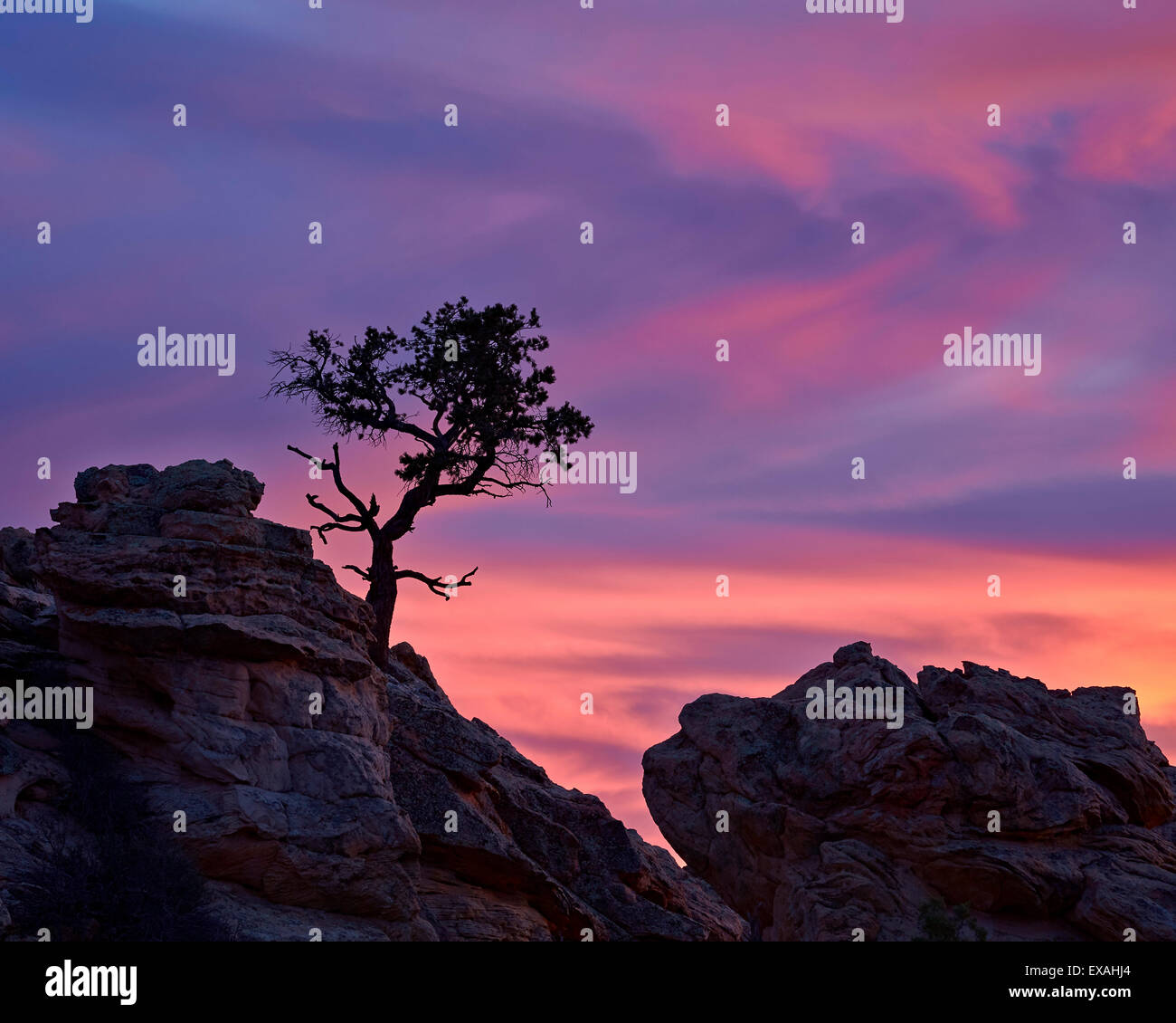 Baum auf Sandstein silhouettiert, Coyote Buttes Wilderness, Vermilion Cliffs National Monument, Arizona, USA Stockfoto