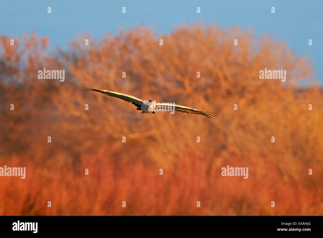 Zwei Sandhill Kran (Grus Canadensis) im Flug, Bosque del Apache National Wildlife Refuge, New Mexico, Deutschland Stockfoto