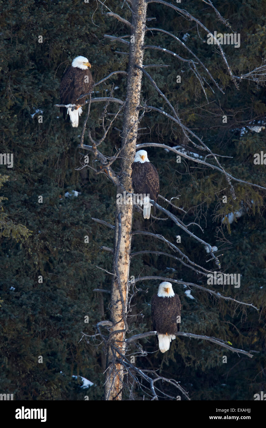 Drei Weißkopf-Seeadler (Haliaeetus Leucocephalus) in ein immergrüner Baum, Yellowstone-Nationalpark, Wyoming, Vereinigte Staaten von Amerika Stockfoto