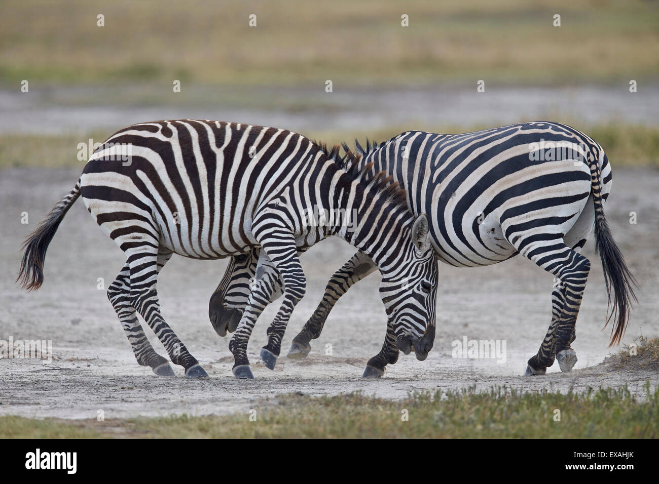 Zwei gemeinsame Zebra (Plains Zebra) (Burchell Zebra) (Equus Burchelli) sparring, Ngorongoro Crater, Afrika, Tansania, Ostafrika Stockfoto