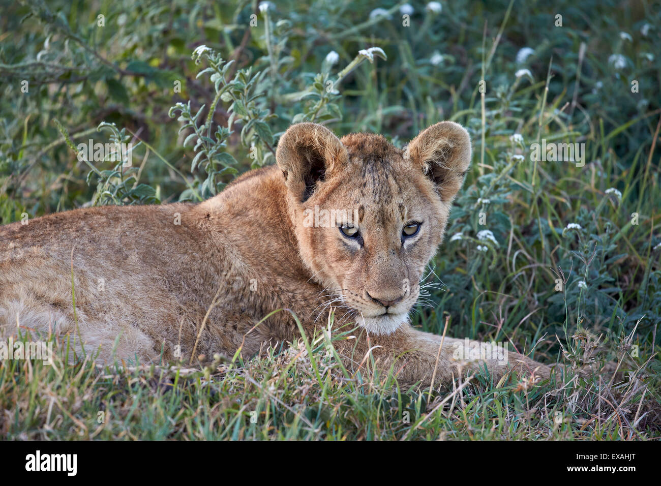 Löwe (Panthera Leo) Cub, Ngorongoro Crater, Afrika, Tansania, Ostafrika Stockfoto